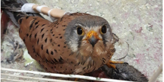 Tedavi Edilip Doğaya Salındı