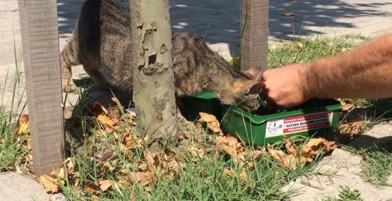 Sokak hayvanlarına şefkat eli