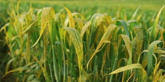 Sarı Pas Hastalığı Uyarısı