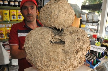 Sarıca arılarının muhteşem kovanları