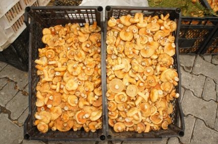 Kanlıca mantarı pazarda yerini aldı