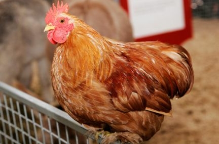 ‘Kuş Gribi’ yeniden Avrupa’ da