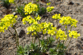 Draba-lasiocarpa