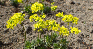 Draba-lasiocarpa