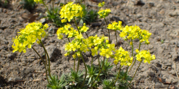 Draba-lasiocarpa