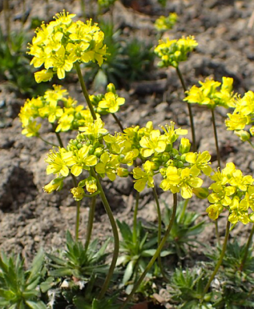 Draba-lasiocarpa